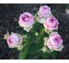 Роза Лавендер Лейс (Lavender Lace)